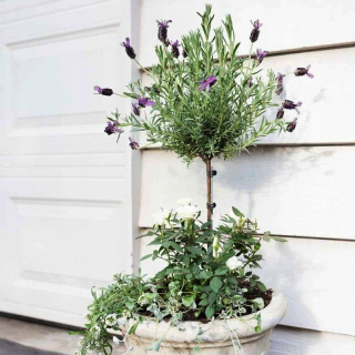 Levanduľa francúzska na pni (Lavendula stoechas) Sadenica P14 40-50cm